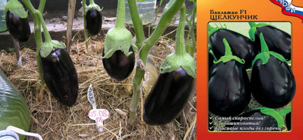 Изучаем сорта баклажан для Подмосковья, чтобы вырастить рекордный урожай в теплице и на грядках